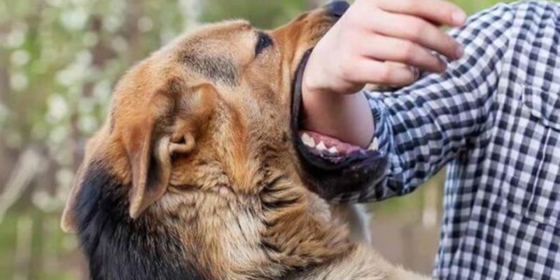 Bí quyết đánh lô đề khi nằm mơ thấy chó cắn trên VN88 3 Ý nghĩa của từng con số trong giấc mơ thấy chó cắn